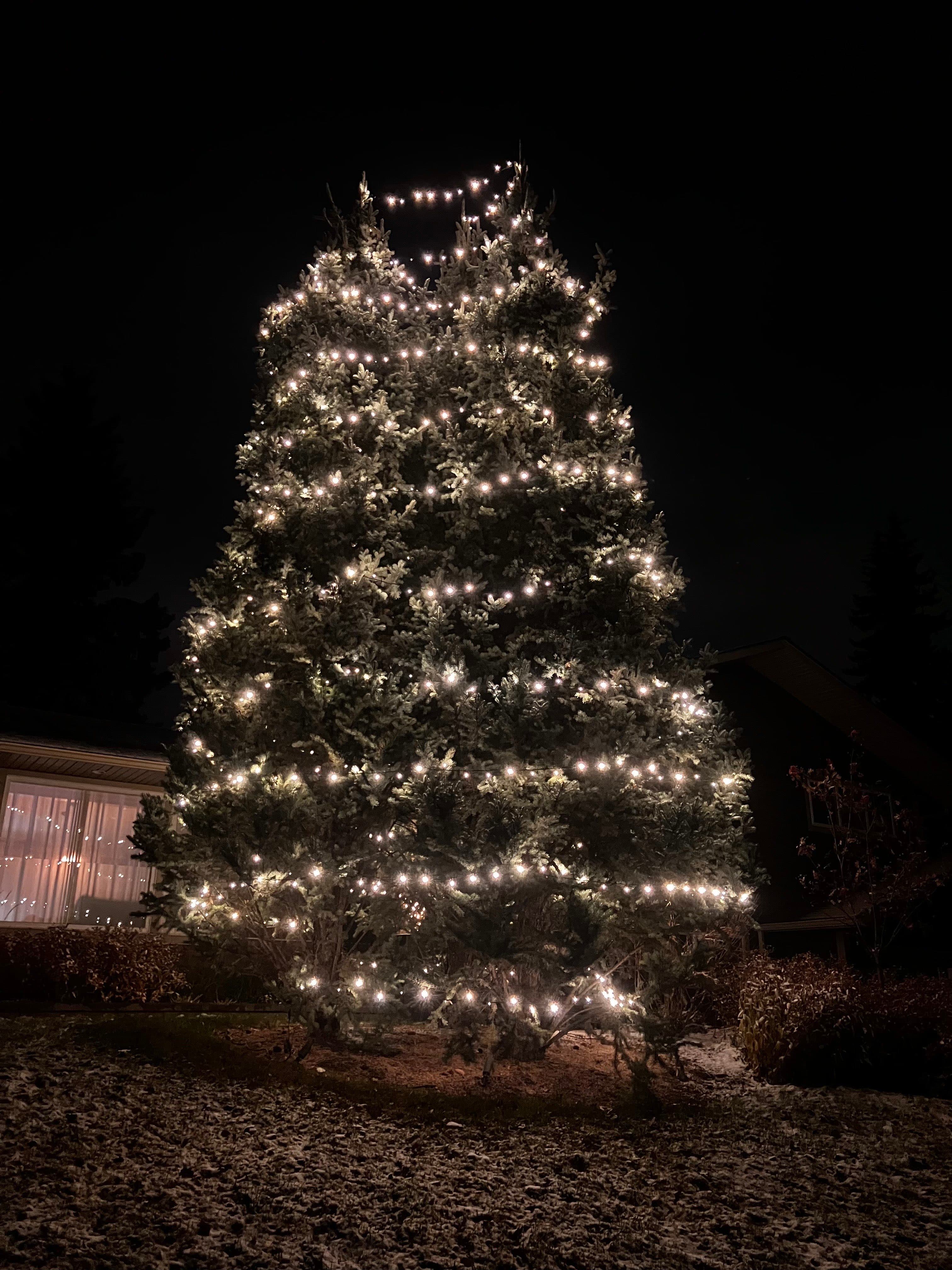 Mop Monkeys Calgary — Christmas Light Installation Dense Tree Calgary Sw