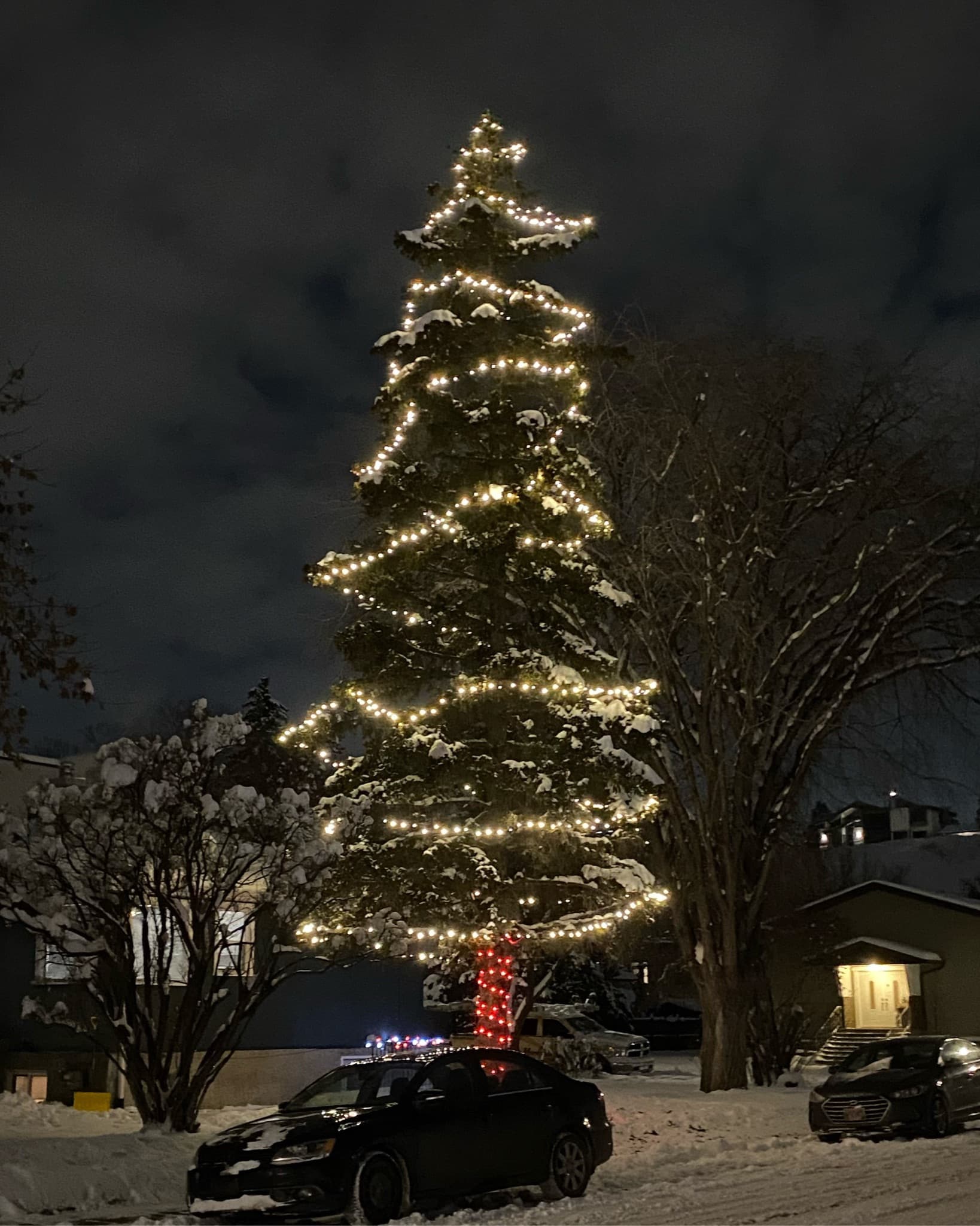 Mop Monkeys Calgary — Christmas Light Installation Golden Tree Calgary