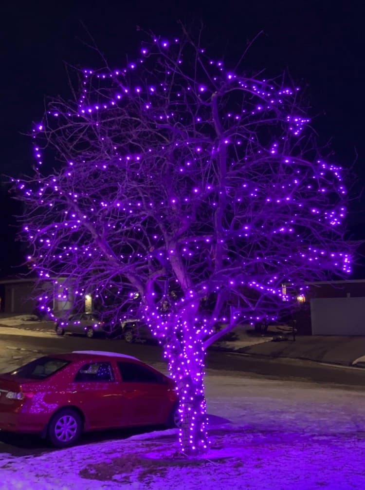 Mop Monkeys Calgary — Christmas Light Installation Purple Tree Calgary