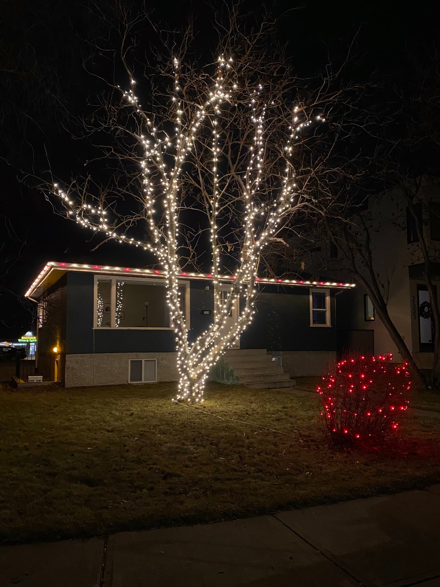 Mop Monkeys Calgary — Christmas Light Installation Tight Wrap Tree Calgary