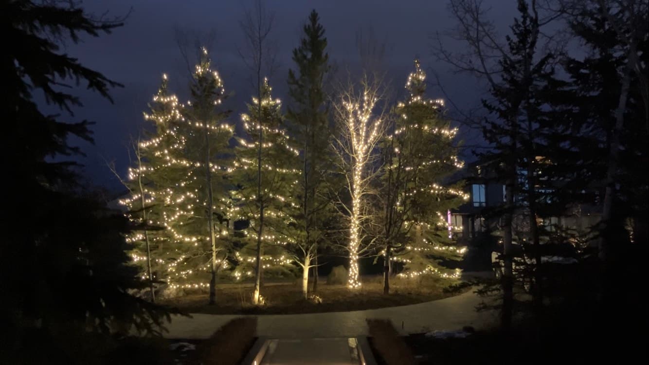 Mop Monkeys Calgary — Christmas Light Installation Trees Post Hill Calgary