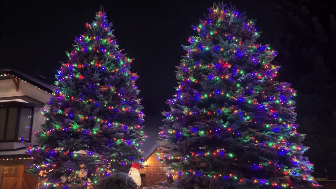 Mop Monkeys Calgary — Large Trees Classic Multi Color Christmas Light Installation