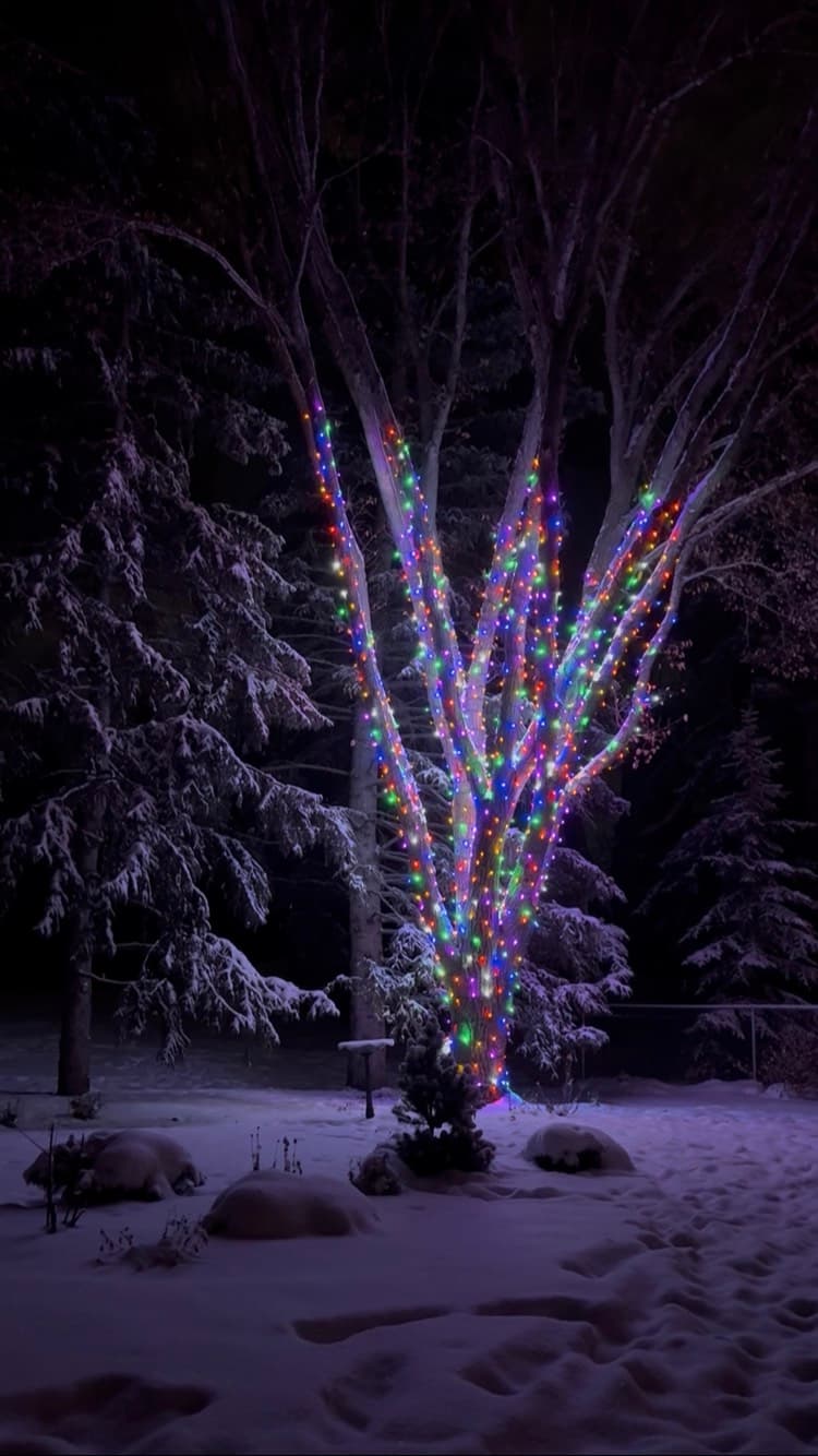 Mop Monkeys Calgary — Tree Christmas Light Installation Colorful Lakeview Calgary