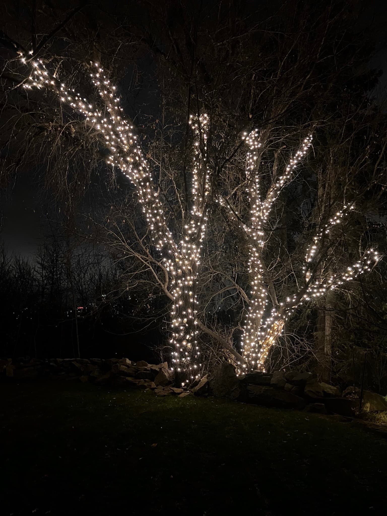Mop Monkeys Calgary — Two Large Trees Christmas Light Installation Tight Wrap Calgary