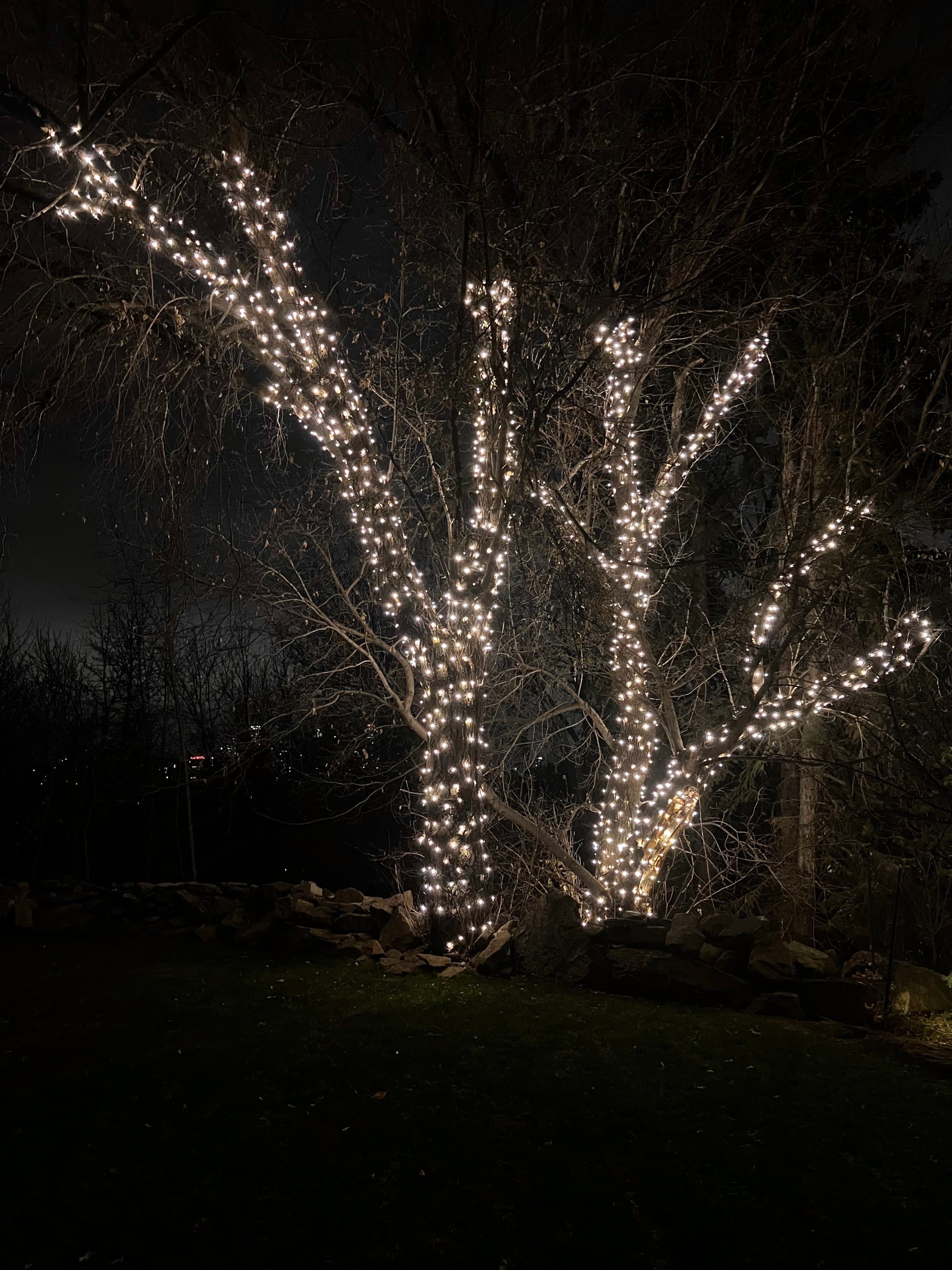 Mop Monkeys Calgary — Two Large Trees Christmas Light Installation Tight Wrap Calgary